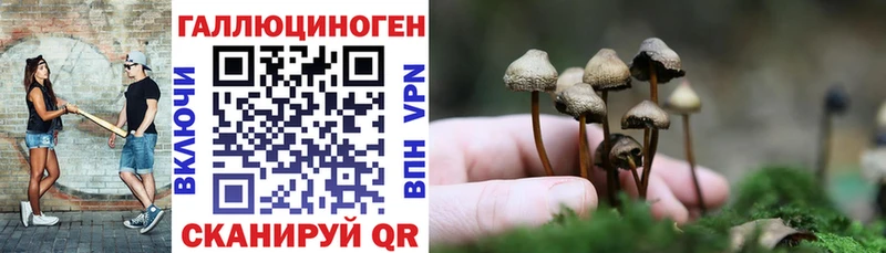 Галлюциногенные грибы Psilocybe  Купить где  Чердынь 
